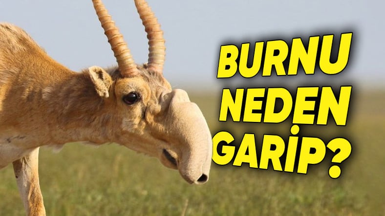 Okurken Biraz Üzüleceksiniz: Tabiatın En Garip Hayvanlarından Biri ‘Saiga Antiloplarının’ Neden Bile Bile Jenerasyonunu Tüketiyorlar?